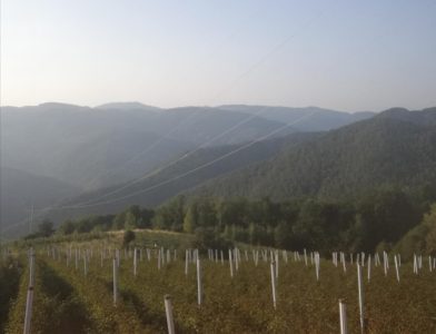 Povolno izdajem malinjak