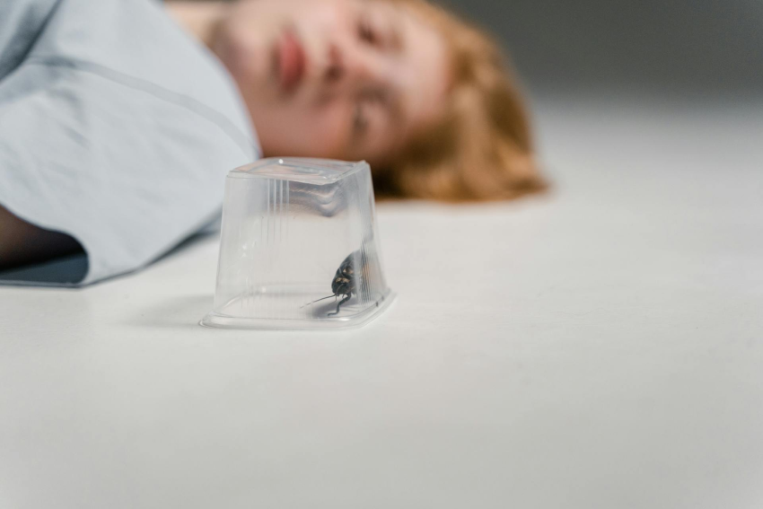  Kako se rešiti buba u domu tokom leta – NadjiDom.com