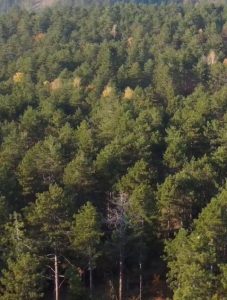 Plac: Lučić ograda – Divčibare